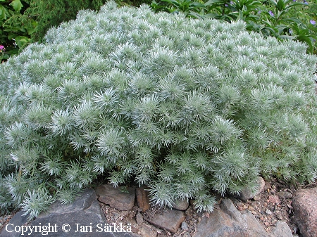 Artemisia schmidtiana, ohotanmaruna